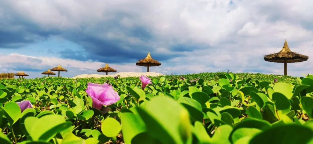 best beach for scuba diving in pondicherry